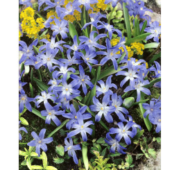Chionodoxa luciliae ´Gigantea´ / Ladonička bělomodrá, bal. 25 ks, 5/+