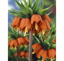 Fritillaria imperialis ´Rubra´ / Řebčík královský červený, 20/24