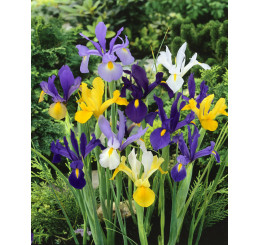 Iris Hollandica ´Mixed´ / Holandské kosatce směs, bal. 10 ks, 7/8, SUPERCENA