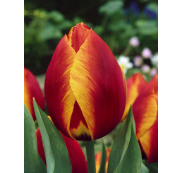 Tulipa ´Flair´ / Tulipán, bal. 5 ks, 11/12