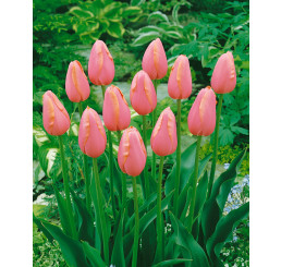 Tulipa ´Menton´ / Tulipán, bal. 7 ks, 11/12