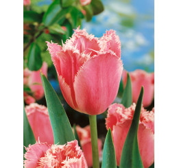 Tulipa ´Fancy Frills´ / Tulipán, bal. 5 ks, 12/+