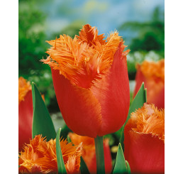 Tulipa ´Lambada´ / Tulipán, bal. 7 ks, 11/12