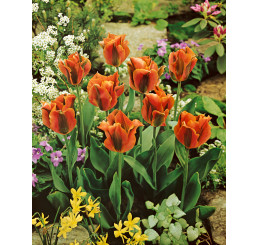 Tulipa ´Artist´ / Tulipán, bal. 5 ks, 12/+
