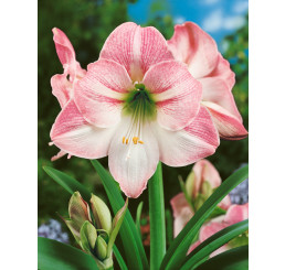 Hippeastrum ´Apple Blossom ´/ Hvězdník růžovobílý, 28/30