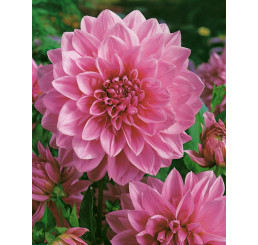 Dahlia ´Lavender Perfection´ / Jiřina, I.