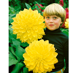 Dahlia ´Kelvin´s Floodlight´ / Jiřina, I.