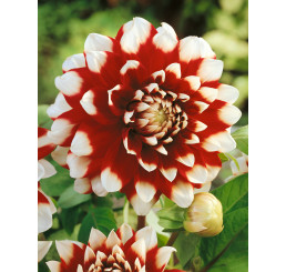Dahlia ´Decorative Red-White´ / Jiřina dekorativní červeno-bílá, I., SUPERCENA
