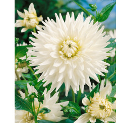 Dahlia ´Cactus White´ / Jiřina kaktusovitá biela, bal. 3 ks, I., XL