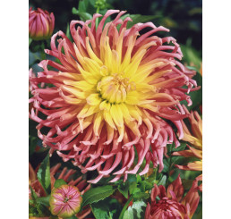 Dahlia ´Alfred Grille´ / Jiřina, I.