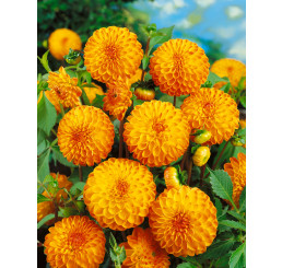 Dahlia ´Souvenir D´été´ / Jiřina, I.