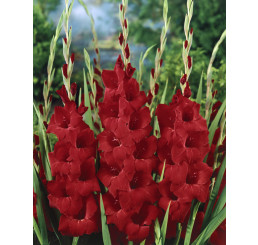 Gladiolus ´Oscar´ / Mečík, bal. 10 ks, 12/14