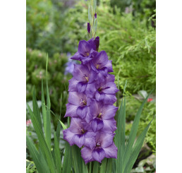 Gladiolus ´Milka´ / Mečík, bal. 7 ks, 12/14