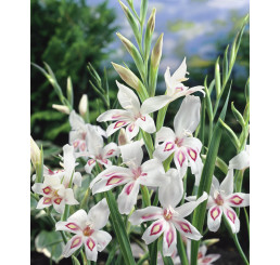 Gladiolus nanus ´Nymph´ / Trpasličí mečík, bal. 100 ks, 8/9, XXL