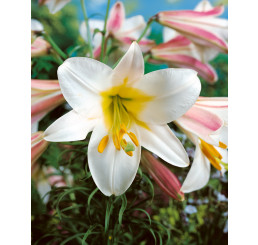 Lilium ´Regale´ / Lilie, bal. 1 ks, 16/18