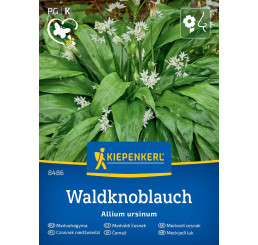 Allium ursinum / Medvědí česnek, Lesní česnek, bal. stačí pro 35 rostlin