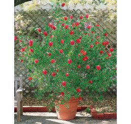 Callistemon citrinus ´LEAVIS´/ Štětkovec kopinatý / Nitkokvět, 30-50 cm, C2