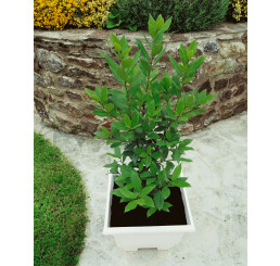Laurus nobilis / Bobkový list / Vavřín lékařský, 20-30 cm, K9