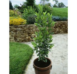 Laurus nobilis / Bobkový list / Vavřín lékařský, 20-30 cm, K9