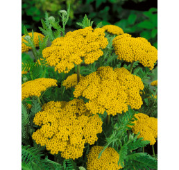 Achillea filipendulina ´Parker´s Variety´ / Řebříček tužebníkový , K9
