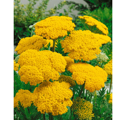 Achillea filipendulina ´Cloth of Gold´ / Řebříček tužebníkový , K9