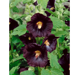 Alcea rosea ´Nigra´ / Topolovka / Slézová růže, K9