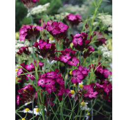 Dianthus carthusianorum / Hřebíček kartuziánský , K9