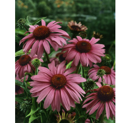 Echinacea purpurea ´Magnus´ / Třapatka purpurová, C1