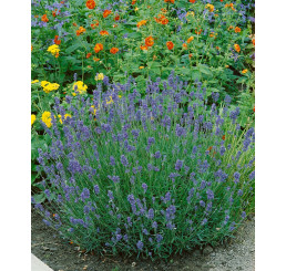 Lavandula angustifolia ´Munstead Strain´ / Levandule úzkolistá, C1,5