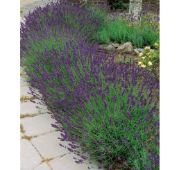 Lavandula angustifolia ´Hidcote Blue´ / Levandule úzkolistá, K9