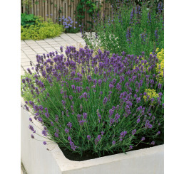 Lavandula angustifolia ´Munstead´ / Levandule úzkolistá, K9