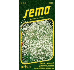 Gypsophila paniculata / Šater latnatý ´BÍLÝ´, bal. 0,8 g