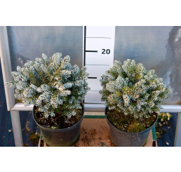 Abies koreana ´Bonanza´ / Jedle korejská, 20 cm, C2