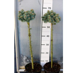 Abies lasiocarpa ´Cvikov´ / Jedle plstnatoplodá, 40-60 cm, C7,5
