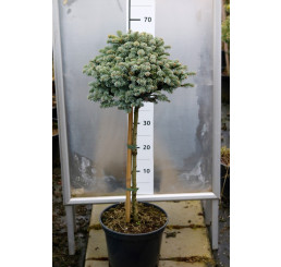 Abies procera 'Glauca Prostrata' / Jedle stříbrná, 60-80 cm, C7,5