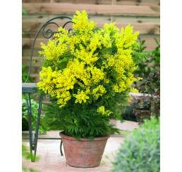 Acacia dealbata / Akácie mimóza, K9