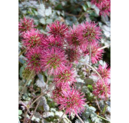 Acaena microphylla ´Kupferteppich´ / Acéna drobnolistá  / Plazilka, K9