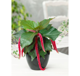 Acalypha hispaniolae 'Cat's Tails' / Kočičí ocásek, bal. 6 ks, 6x K7