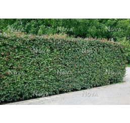 Acer campestre / Javor babyka, bal. 10 ks VK na živý plot