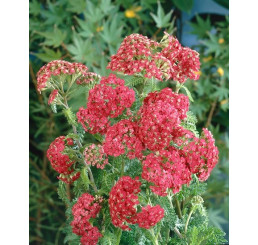 Achillea millefolium ´Cerise Queen´ / Řebříček obecný červený, K9