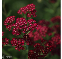 Achillea millefolium ´Cassis´ / Řebříček obecný červený, K9