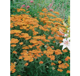 Achillea millefolium 'Feuerland' / Řebříček obecný , C1