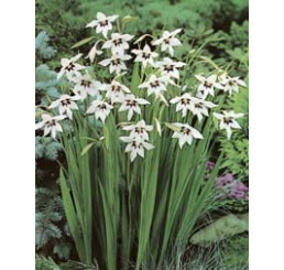 Gladiolus callianthus ´Murielae´ / Acidanthera murielae / Habešský mečík , bal. 10 ks, 6/8, SUPERCENA