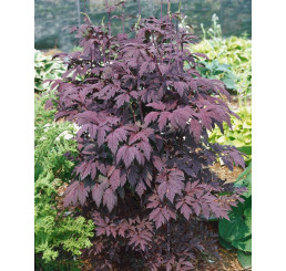 Actaea simplex ´Brunette´ / Ploštičník obyčejný, C1