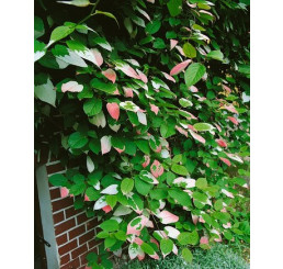 Actinidia kolomikta / samčí rostlina, opylovač, 80-100 cm, C2