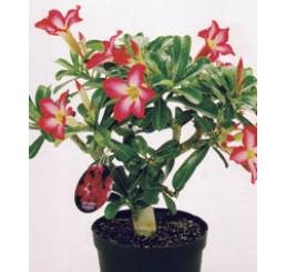 Adenium obesum / Pouštní růže / Adénium, 20-30 cm, K14