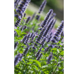 Agastache rugosa ´Black Adder´ / Agastache, C1