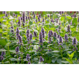 Agastache rugosa ´Blue Fortune´ / Agastache, C1,5