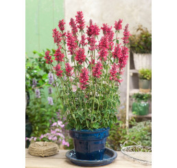 Agastache rugosa ´Red Fortune´ / Agastache, C1