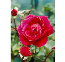 Rosa ´Aida´ / Růže čajohybrid červená, keř, BK